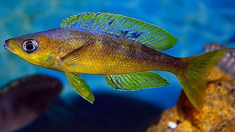 Cyprichromis sp. 'brilliant jumbo' (Speckleback Moba)